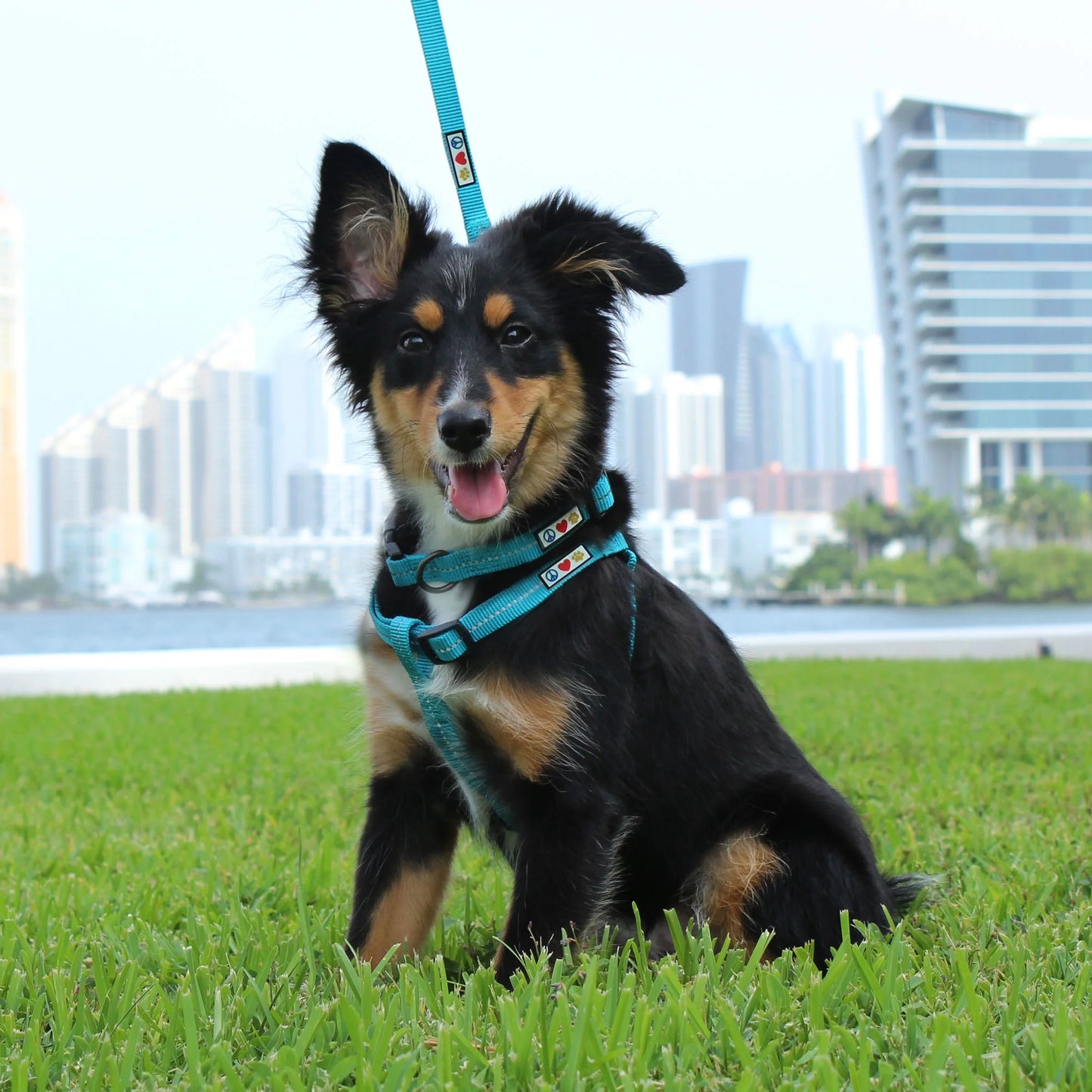 Multicolor Dog Collar Medium Green / White / Blue